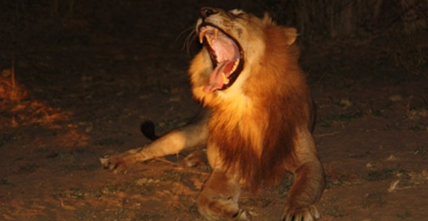 South Luangwa Nationalpark