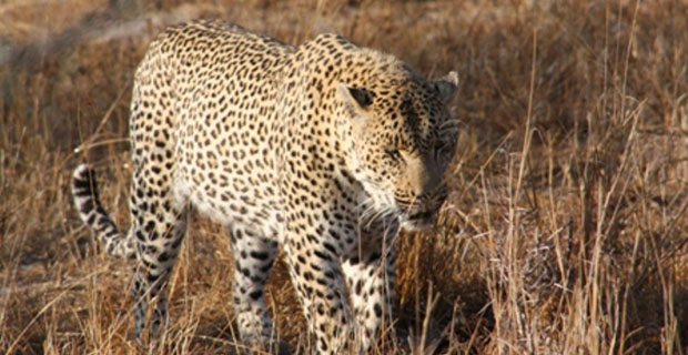 Leopard Djuma Game Reserve