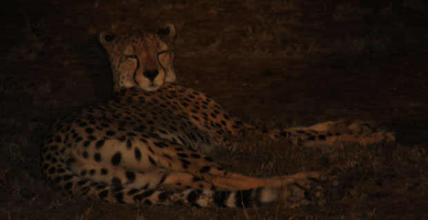 Leopard