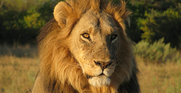 Löwe Botswana