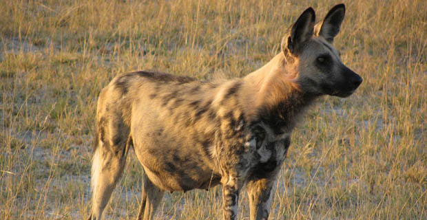 Wildhunde Moremi