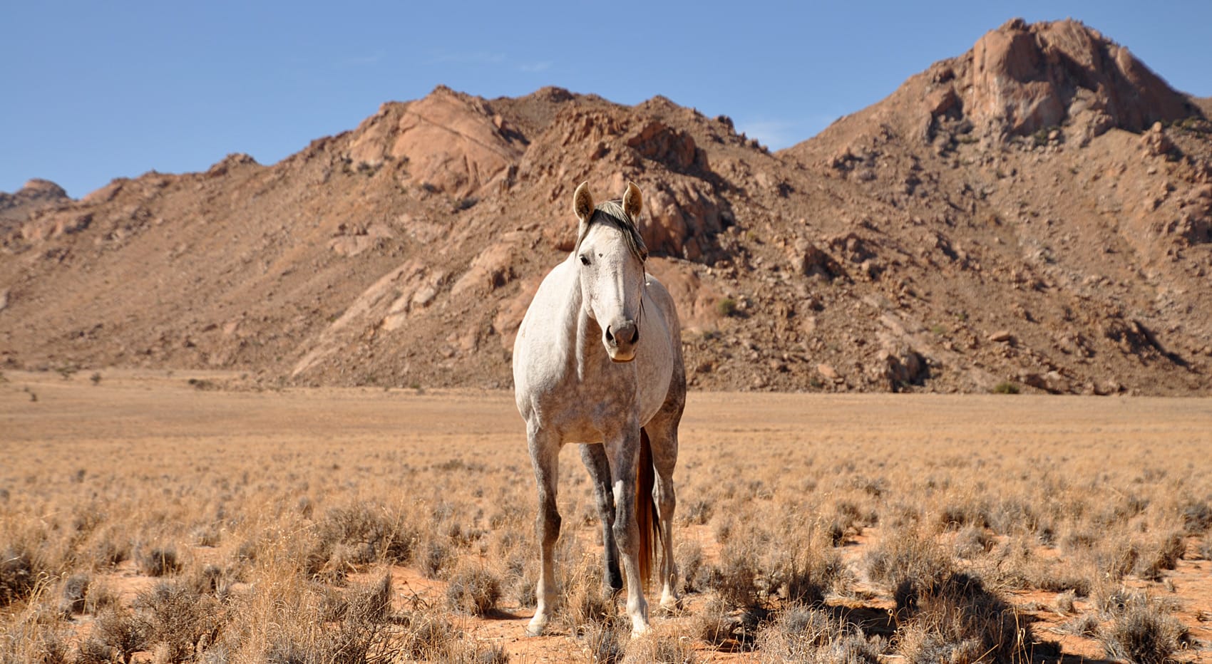 Reisetipps Namibia Selbstfahrer Wildpferde