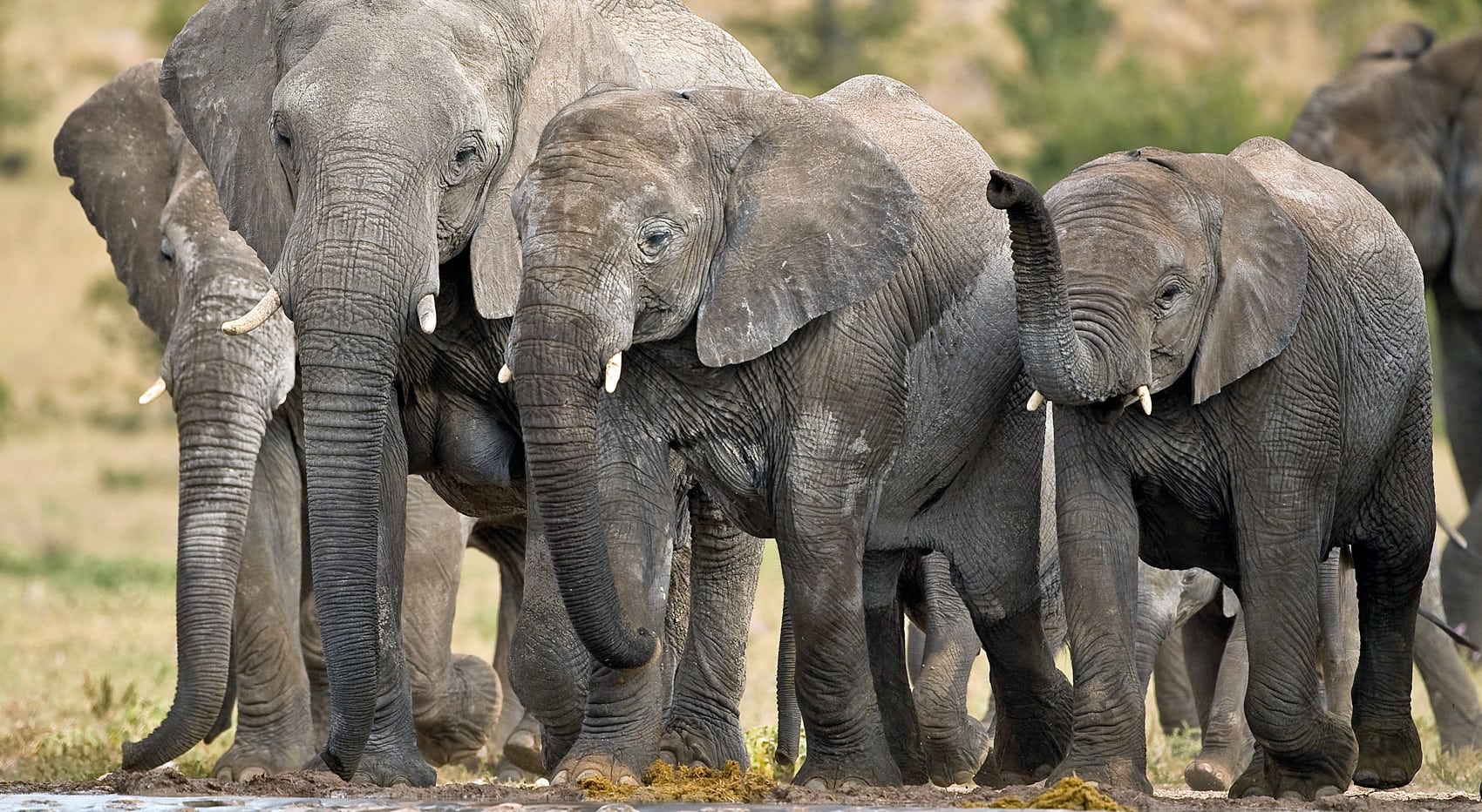 Kasane lohnt sich ein Besuch