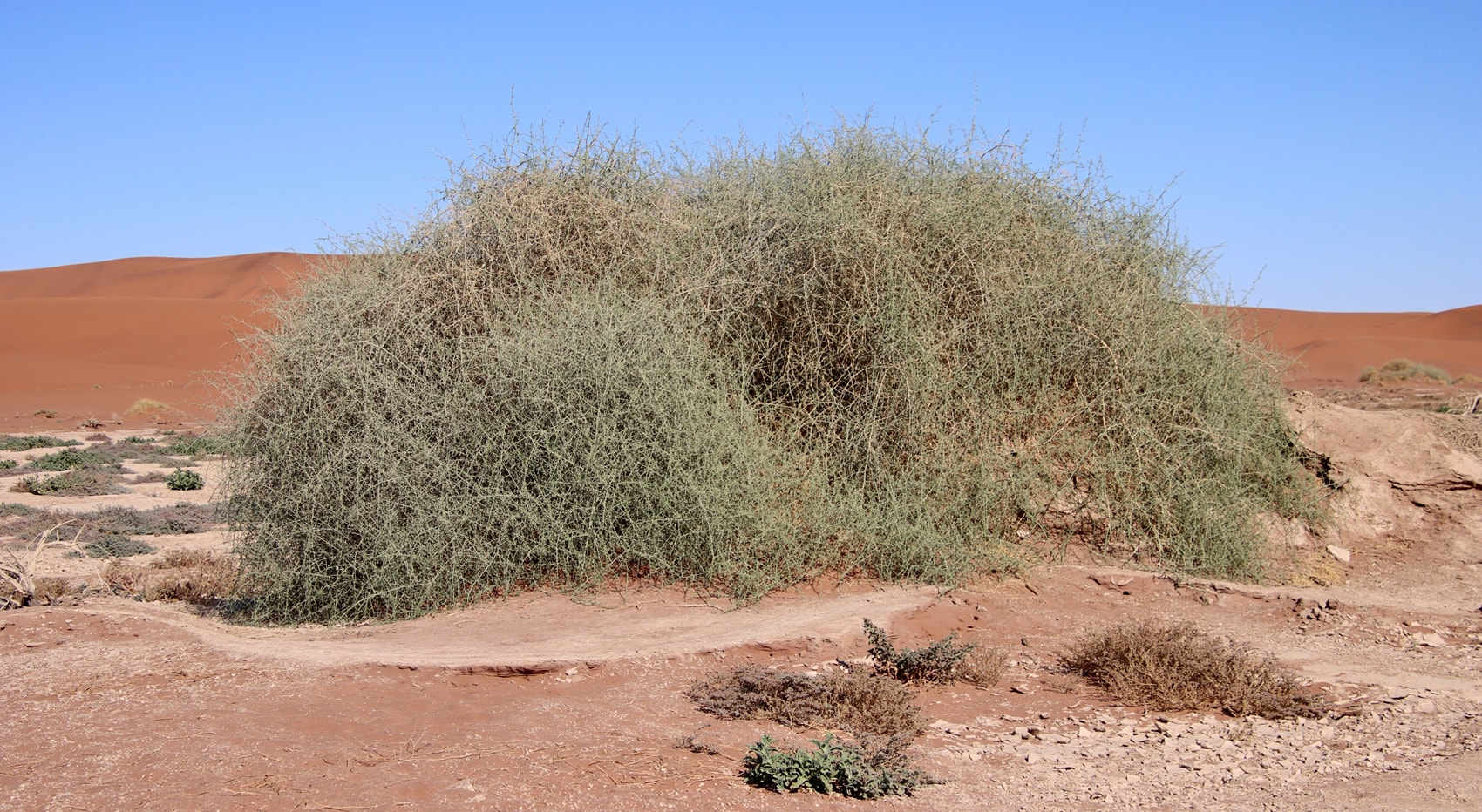 Nara Pflanze Deadvlei Namibia