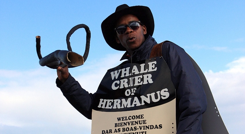 Walrufer von Hermanus