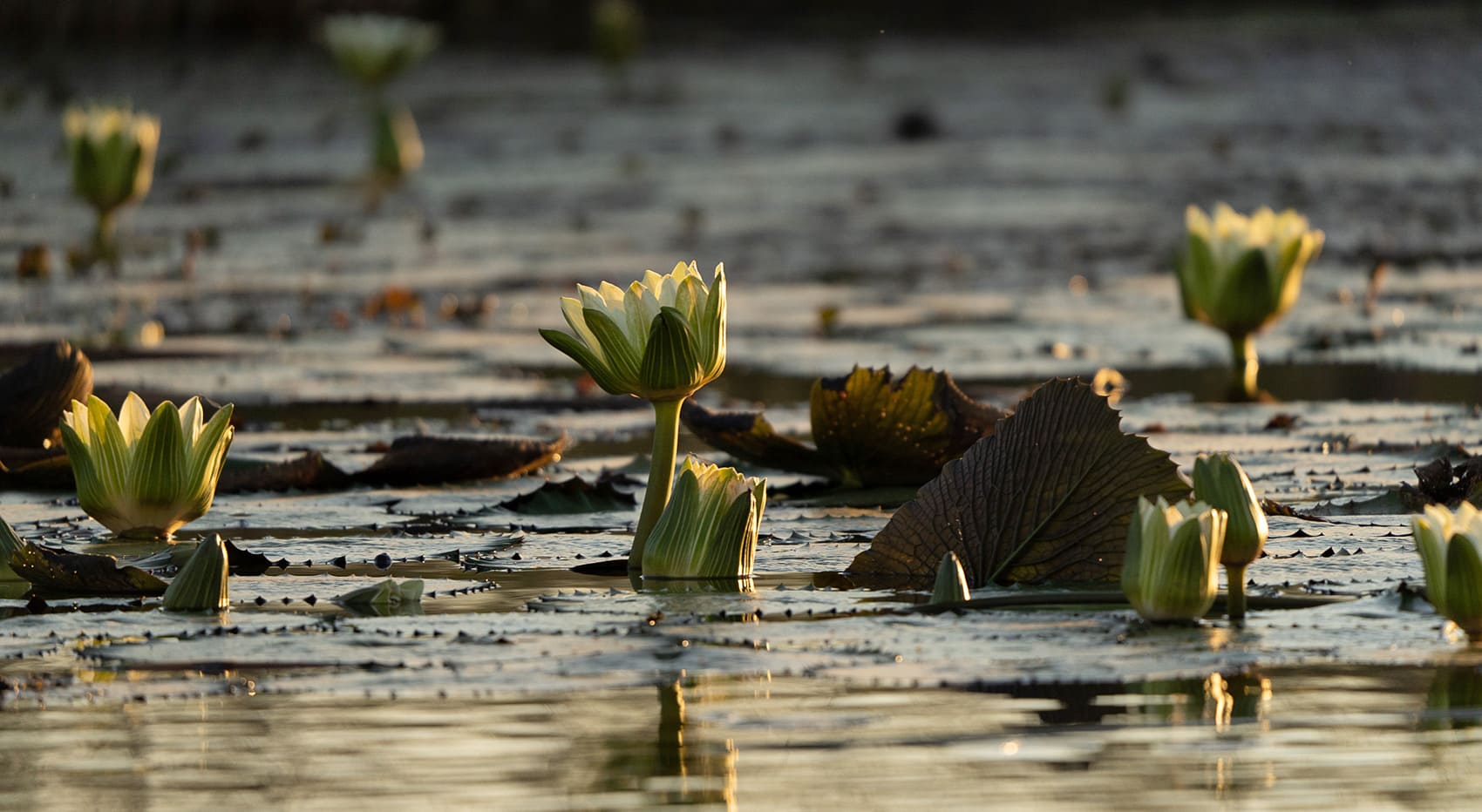 Bauer sucht Frau Seerose Botswana Okavango Fluss