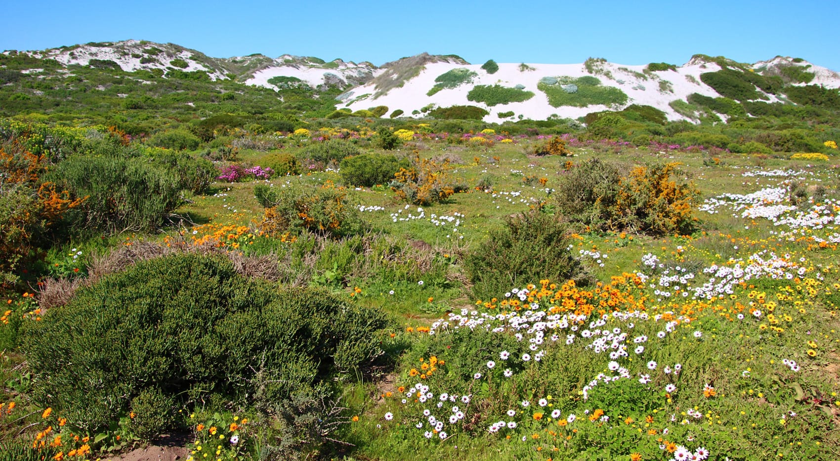 Wildblumen Südafrika West Coast Nationalpark
