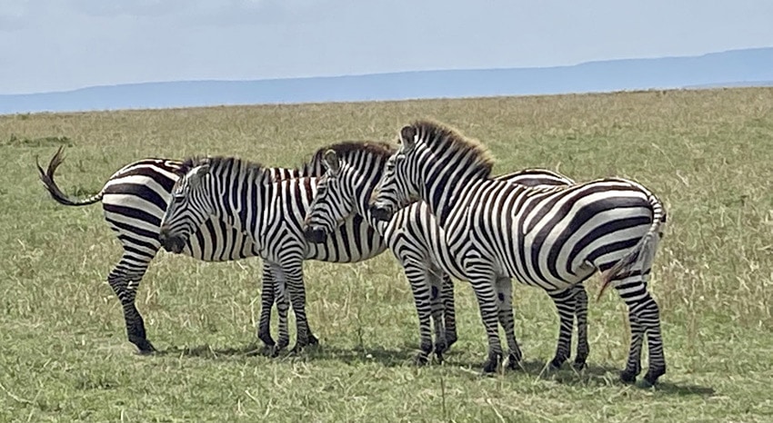 Zebras Masai Mara