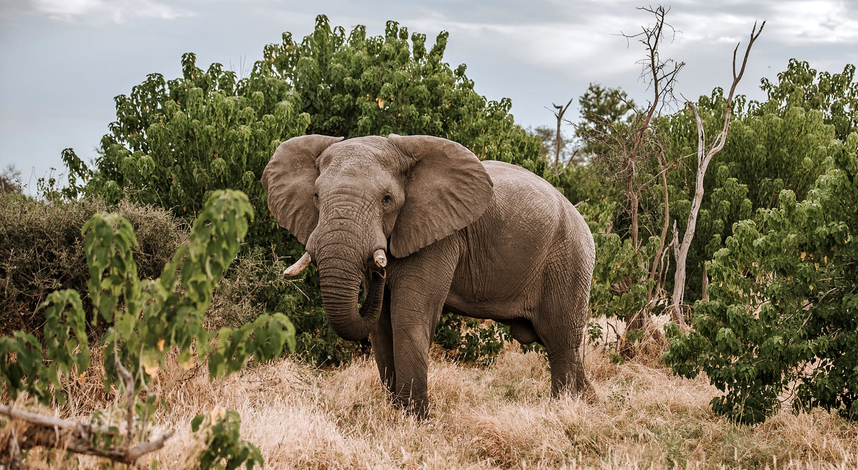 Elefant im Okavango Delta, lohnenswerte Safari-Destination