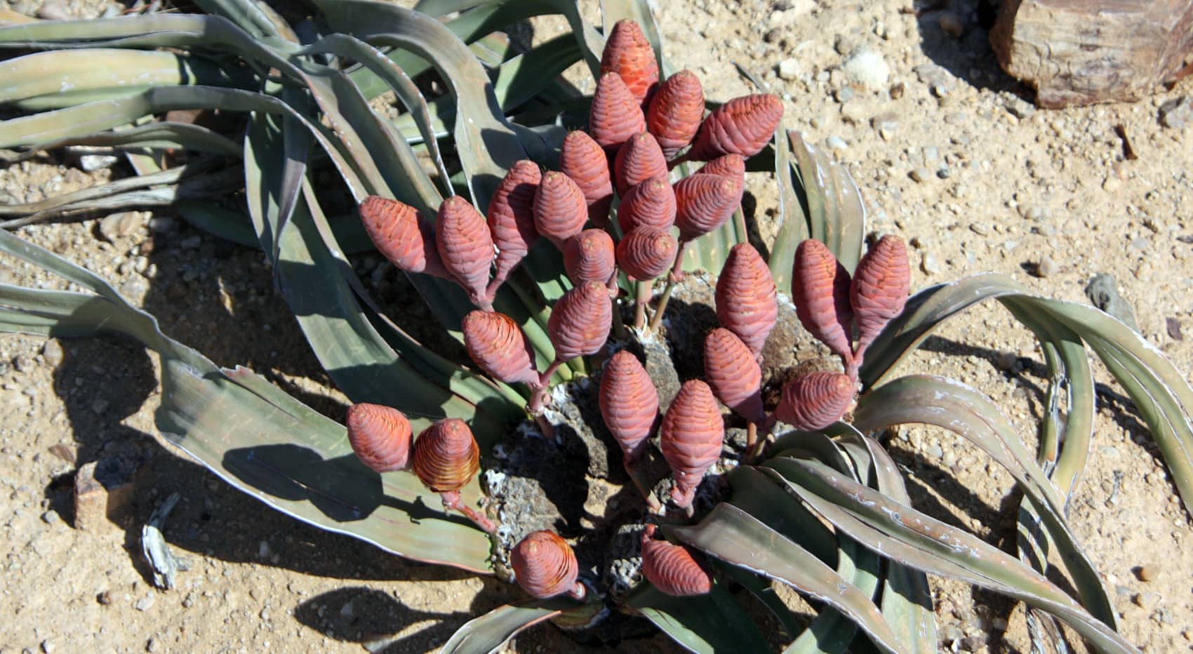 Welwitischia Mirabilis sehenswert Swakopmund