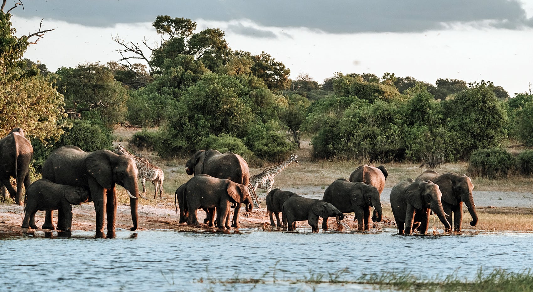 Botsuana Reise lohnenswert Elefantenherde