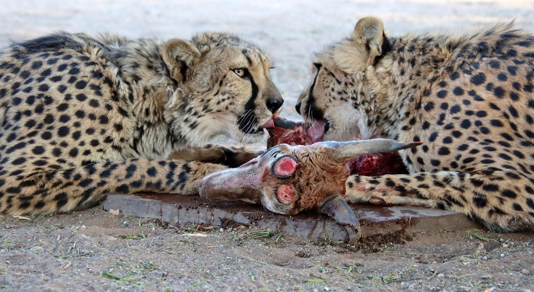 Geparden Schutzstation Keetmanshoop