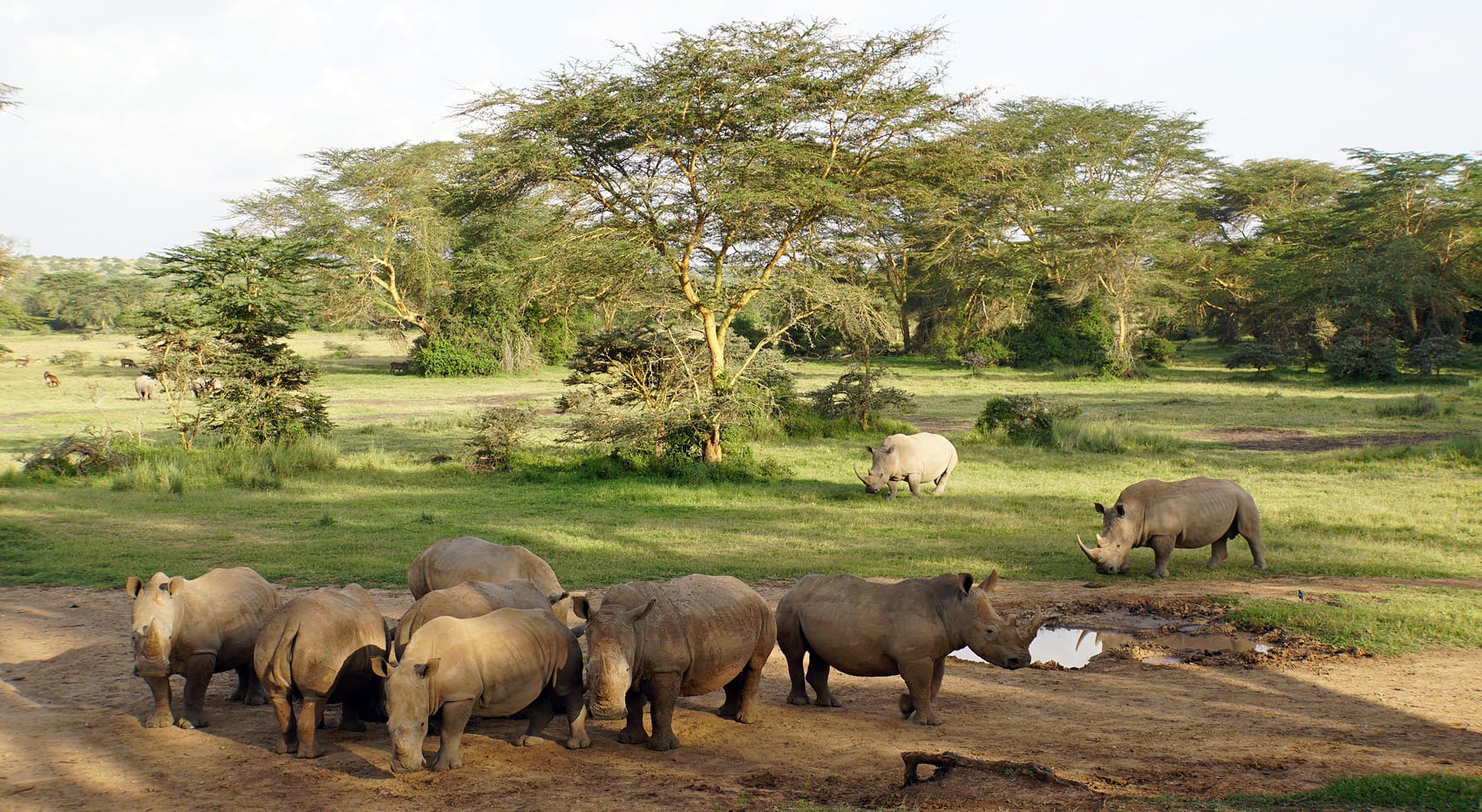 Kenia Norden Naturschutzgebiete Nashornherde Solio