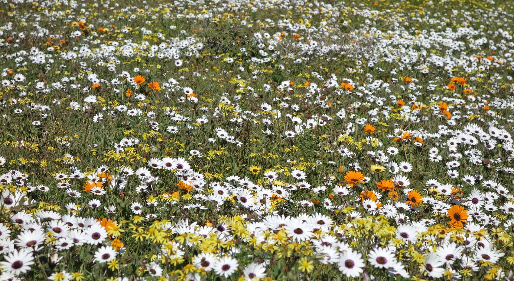 Wildblumen Bauer sucht Frau International Rüdiger Südafrika
