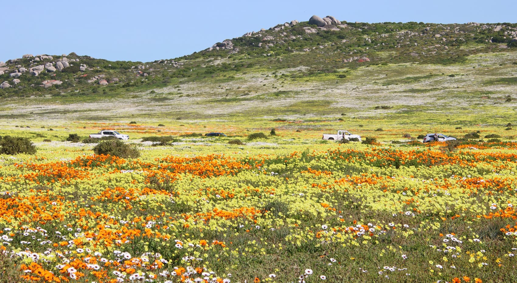 Wo Wildblumen sehen Südafrika