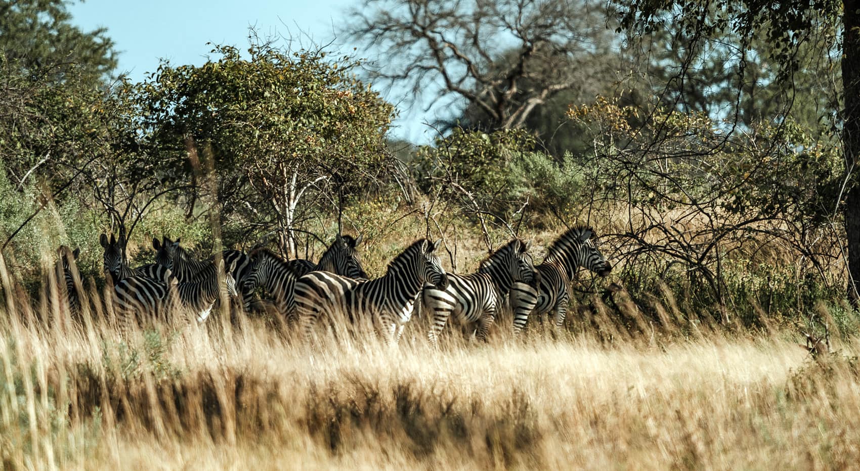 Bauer sucht Frau Charly Botswana Zebraherde