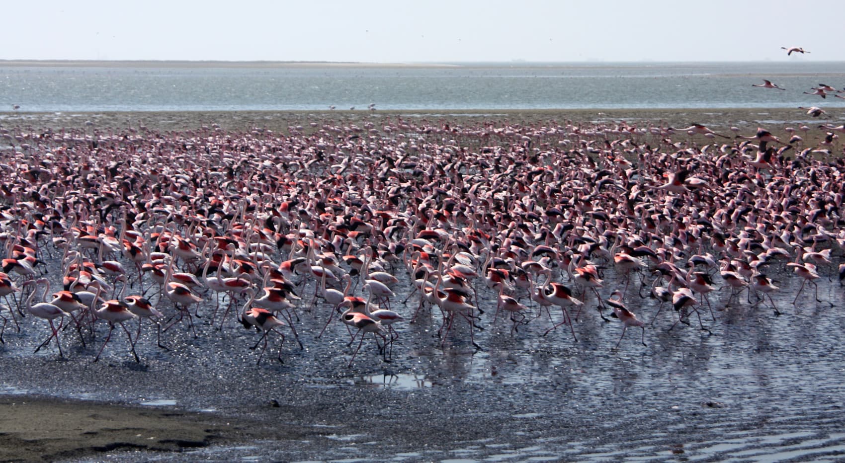 Flamingos Swakpomund Sehenswürdigkeit