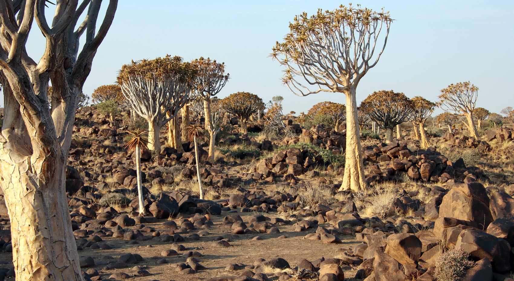 Köcherbaumwald Namibia sehenswert