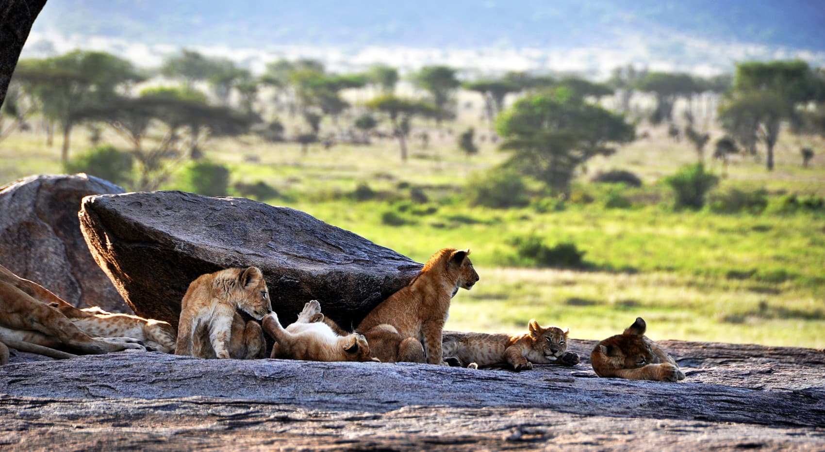 Löwen Kopjes Serengeti Safari