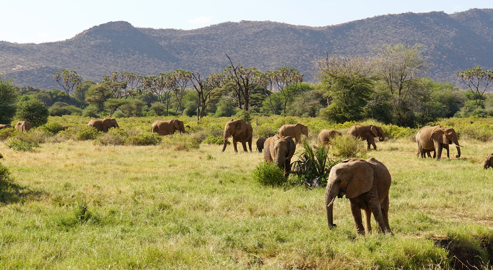 Nördliche Schutzgebiete Kenia Elefanten Herde Samburu