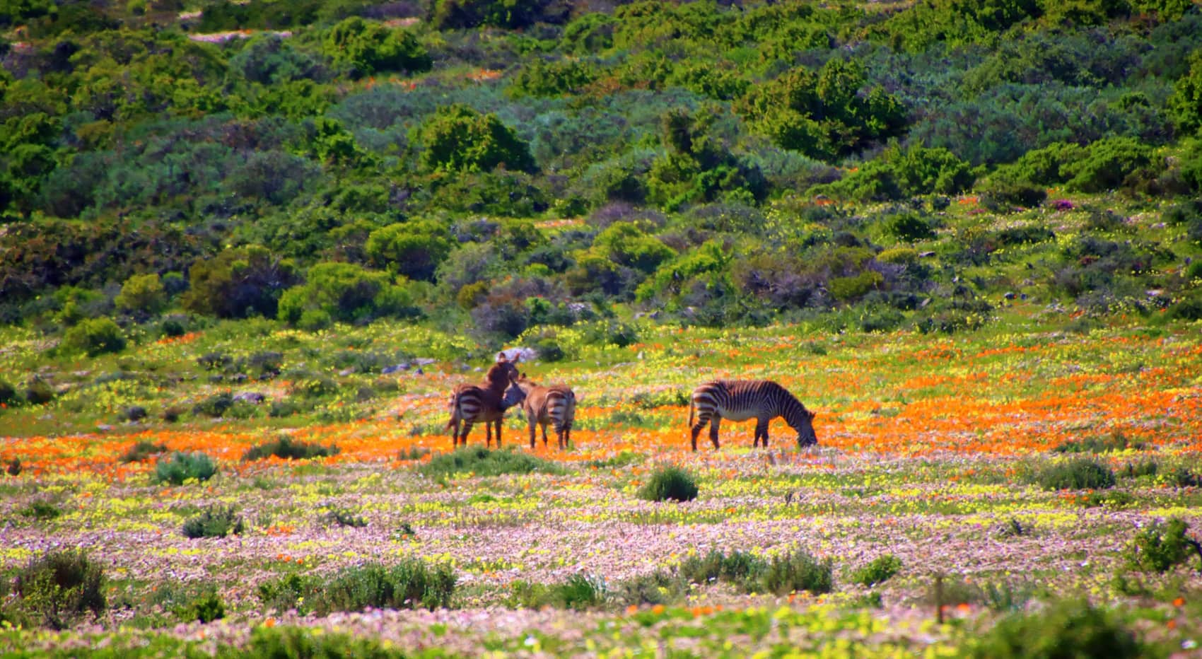 Wann Wildblumen sehen Südafrika