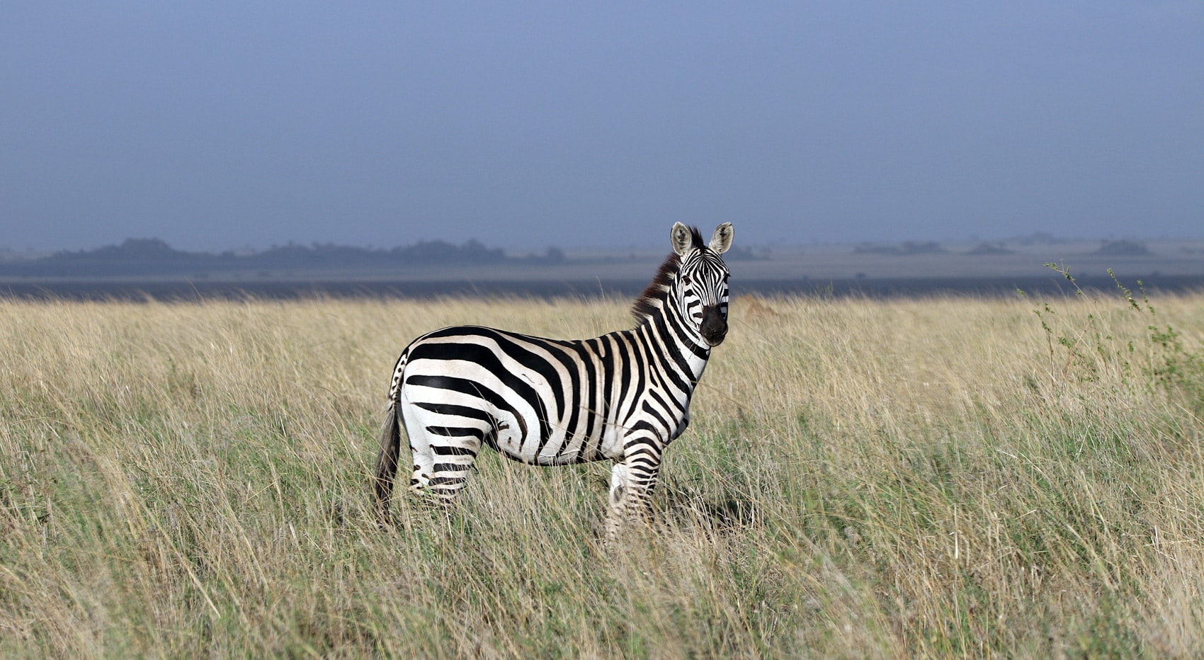 Zebra Serengeti warum Tansania Safari