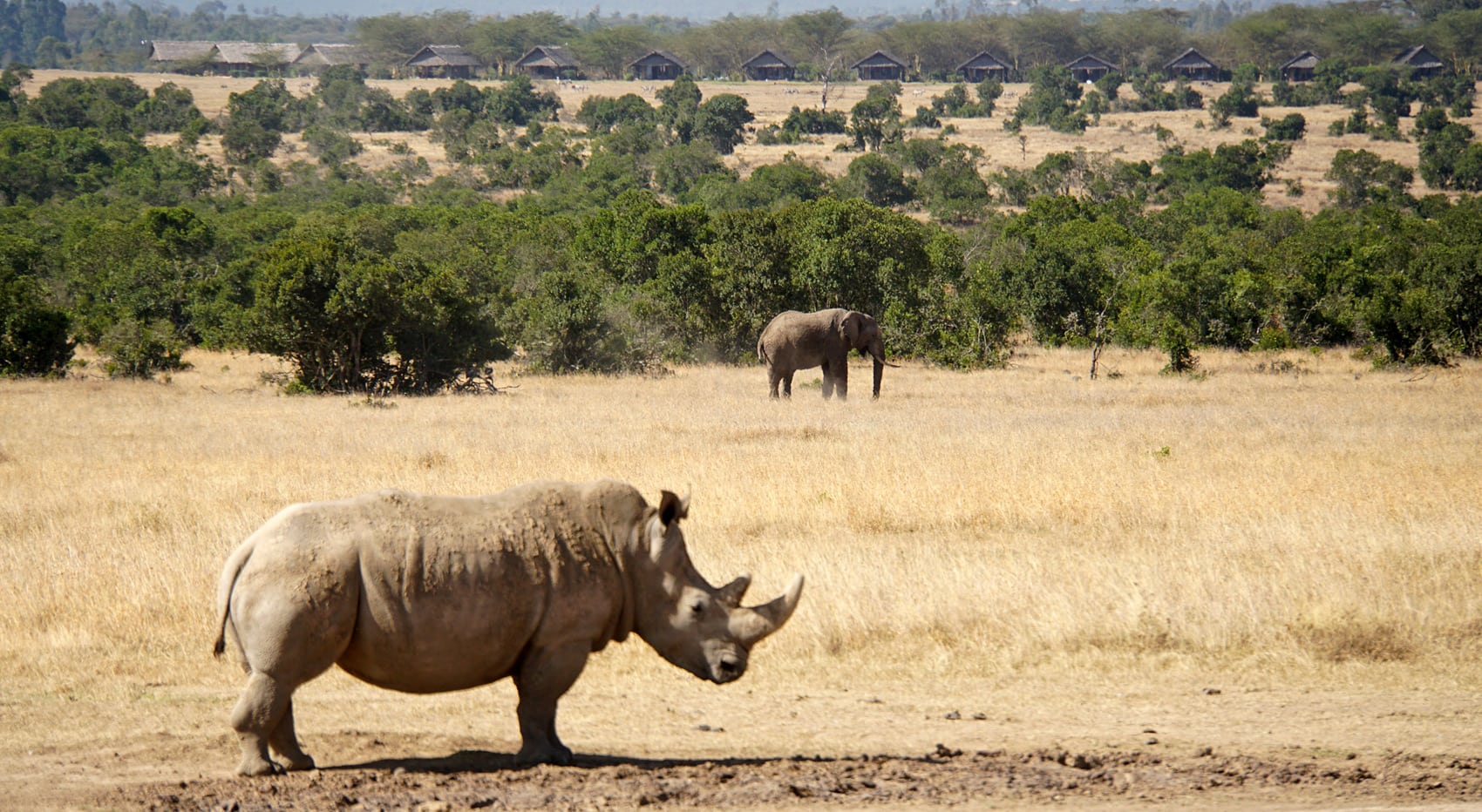 Big five welche Naturschutzgebiete Kenia Norden