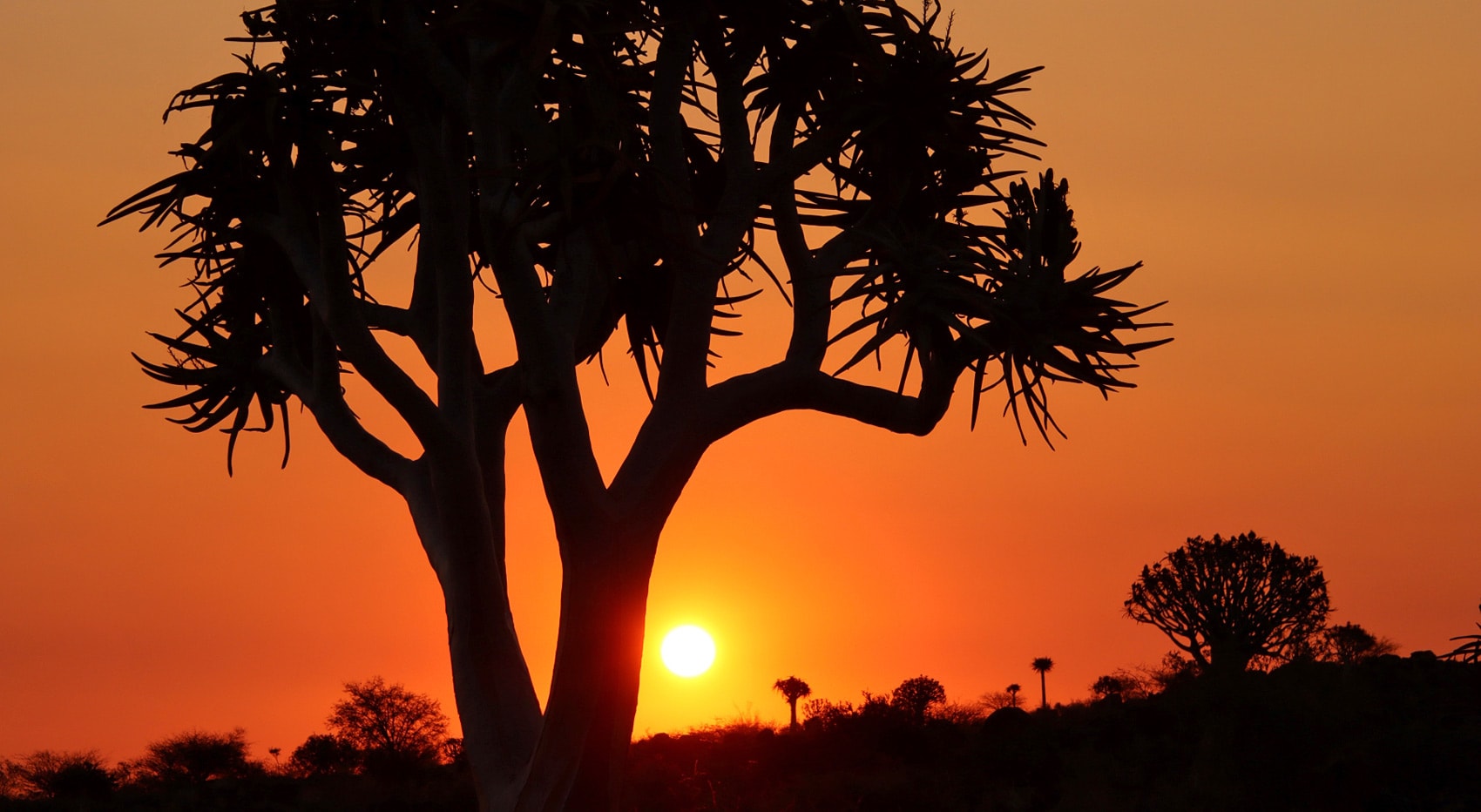 Quivertree forest Keetmanshoop Sonnenuntergang
