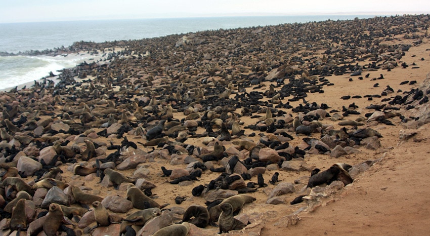 Robben Kolonie Cape Cross lohnt sich Besuch