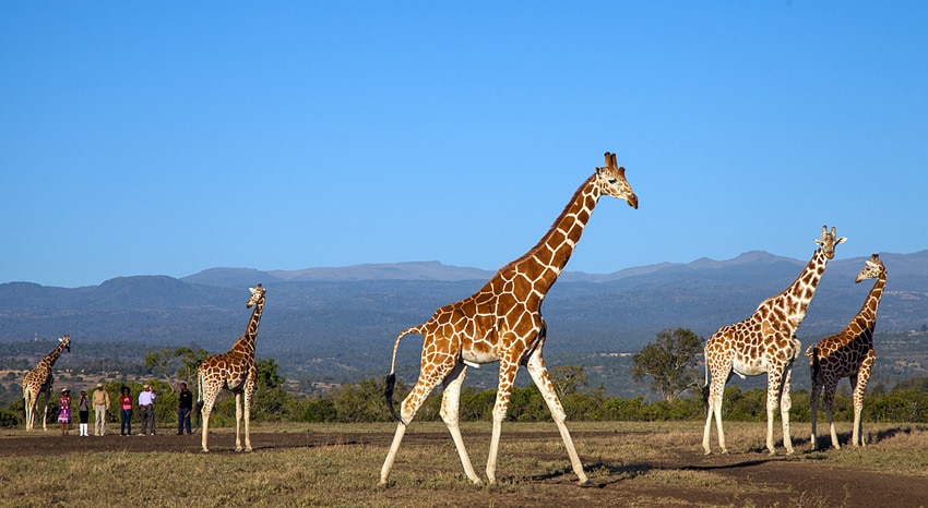 Welche Schutzgebiete Kenia norden Giraffen Bush walk