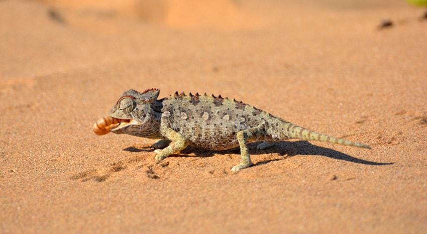 Wüstentour Swakopmund lohnt sich besuch