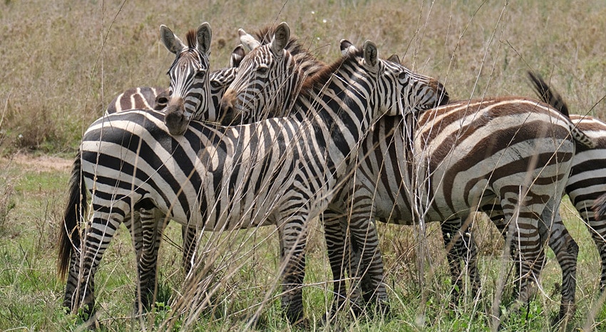 Zebras