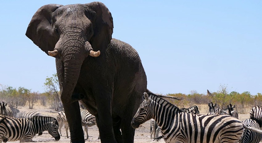 Selbstfahrertour Erfahrungsbericht Etosha Nationalpark Selbstfahrertour Erfahrungsbericht Etosha Nationalpark