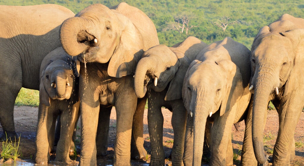 Wo Malariafreie Safari Südafrika Addo