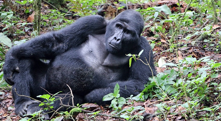 Silberrücken Uganda