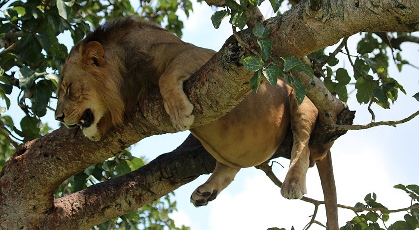 Satter Löwe im Baum