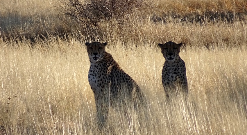 Gepard