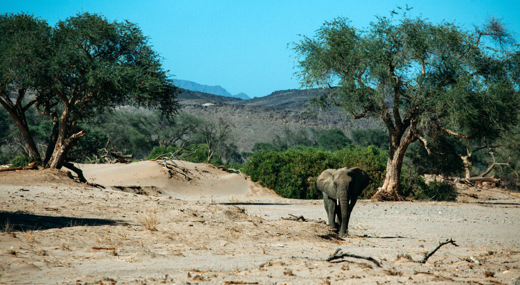 Wüstenelefanten Namib Wüste