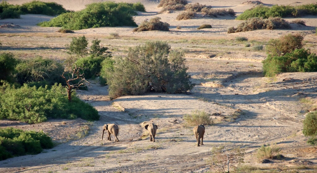 Wo kann man Wüstenelefanten sehen Namibia Hoanib