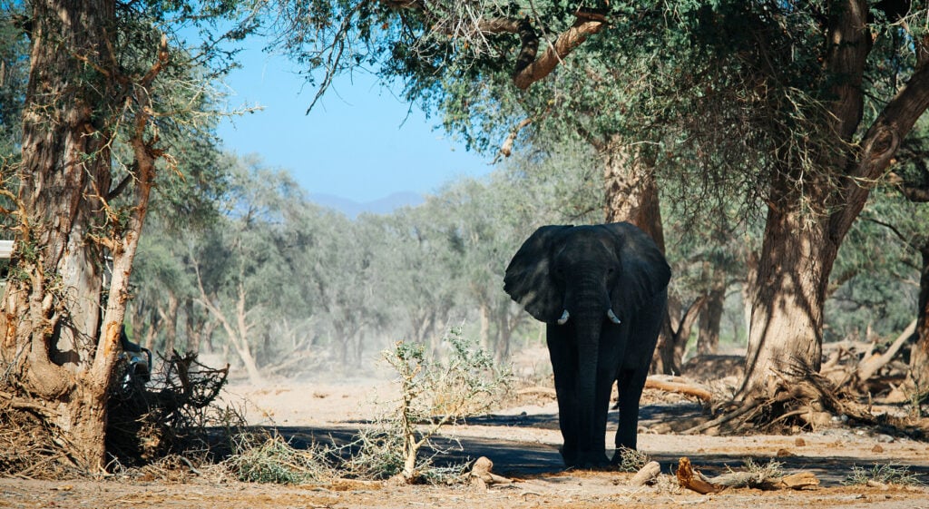 Wüsten Elefant Namib Schatten Hitze