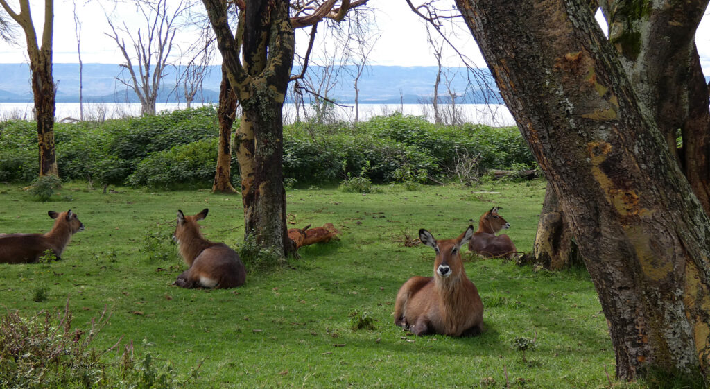 Crescent Island Sehenswert Lake Naivasha Kenia Safari