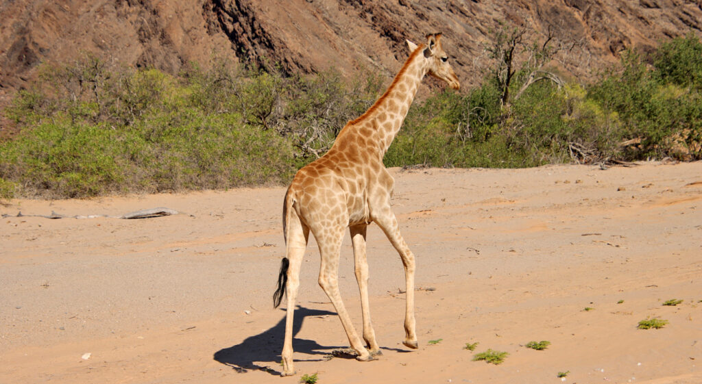 Giraffe Hoanib Namib Wüste