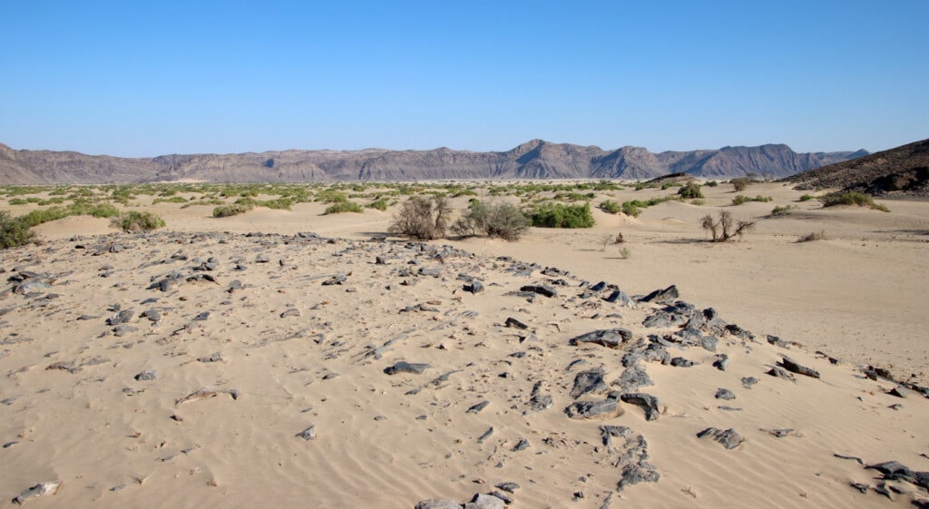 Lebensraum Wüstenelefanten wo beobachten Hoanib