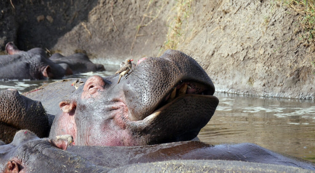 Nilpferd im Wasserloch