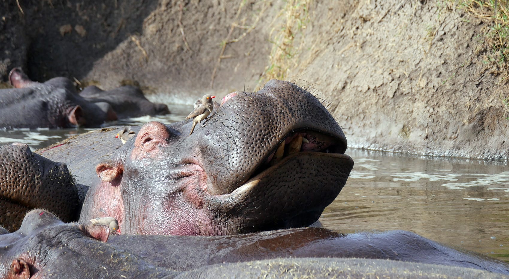 Nilpferd im Wasserloch
