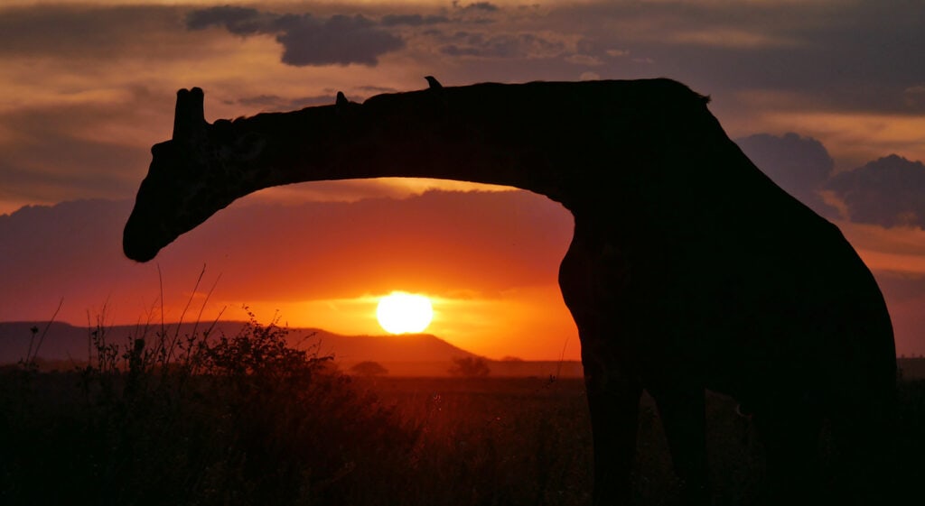 Giraffe in Abenddämmerdung