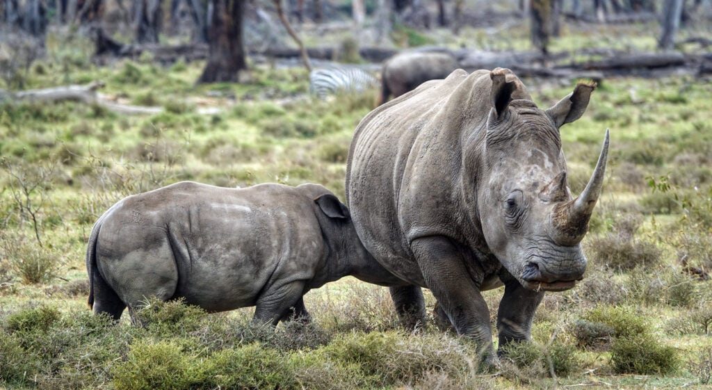 Nashorn mit Kalb in Kenia