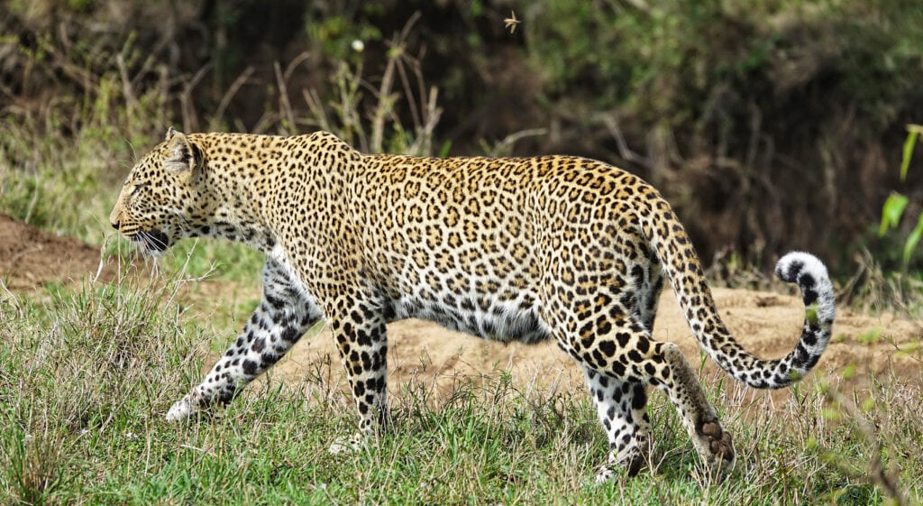 Leopard auf Safari in Kenia