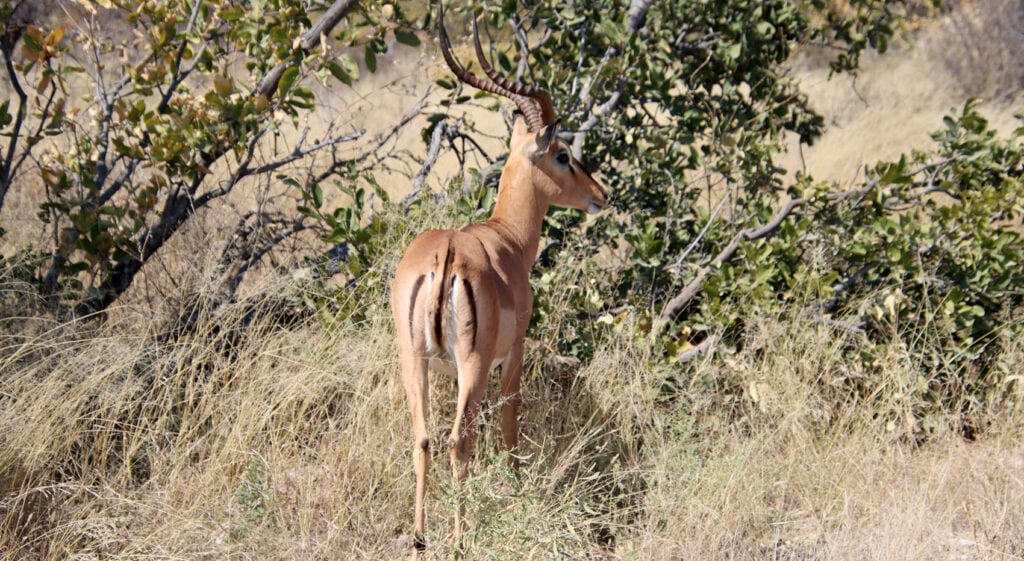 Impala Antilope keine Gazelle
