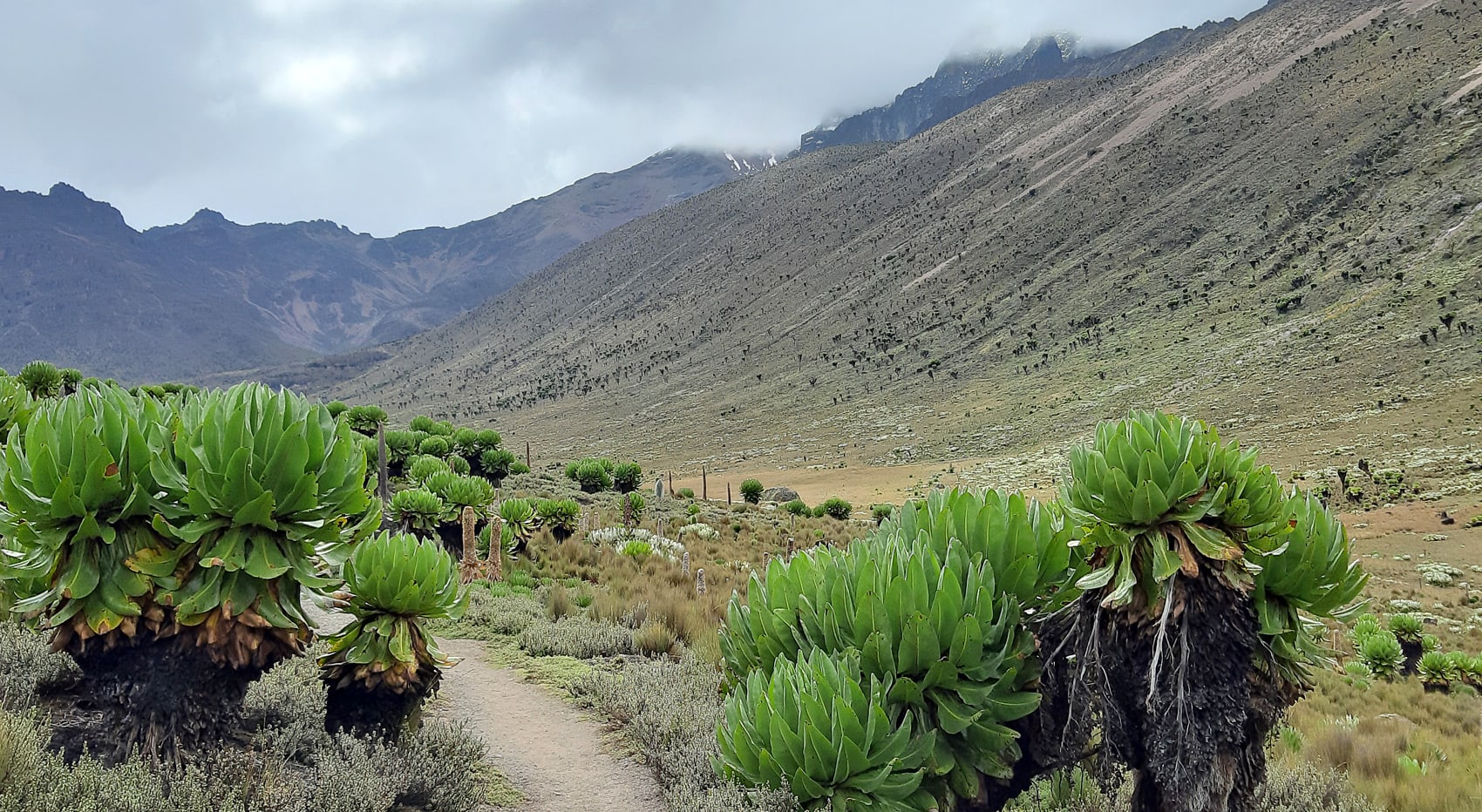 Wo wandern Mt Kenia